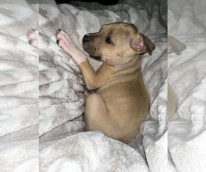 Staffordshire Bull Terrier-Unknown Mix Dogs for adoption in Kannapolis, NC, USA