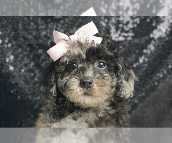 Medium Photo #2 Poodle (Toy) Puppy For Sale in WARSAW, IN, USA