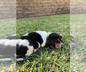 Beagle Puppy for sale in PANTHER CREEK, TX, USA