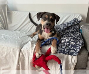 Labrador Retriever-Unknown Mix Dogs for adoption in Salt Lake City, UT, USA