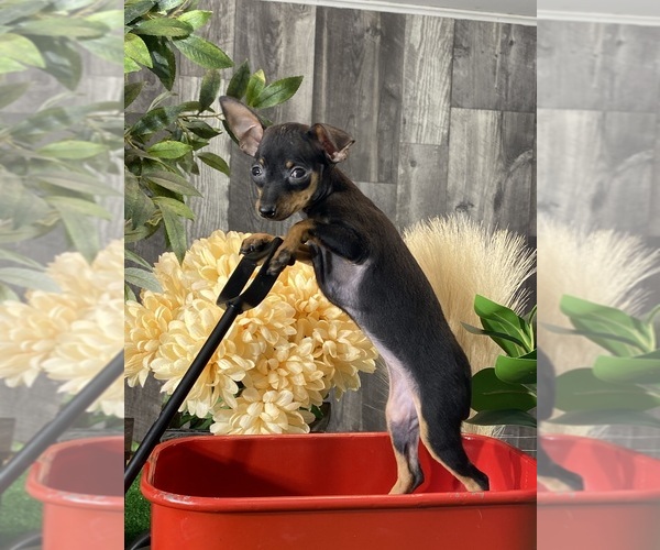 Medium Photo #3 Miniature Pinscher Puppy For Sale in CANOGA, NY, USA