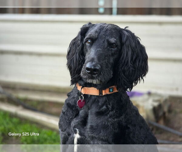 Medium Photo #1 Labradoodle Puppy For Sale in Clovis, CA, USA