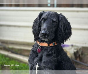 Labradoodle Dogs for adoption in Clovis, CA, USA