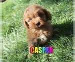 Small Photo #1 Poodle (Miniature) Puppy For Sale in jasper, AR, USA