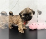 Puppy Lisa Shih Tzu