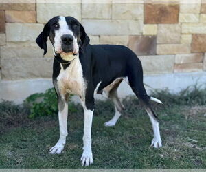 Great Dane Dogs for adoption in PIPE CREEK, TX, USA