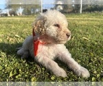 Small Goldendoodle
