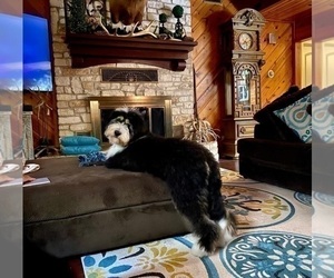 Bernedoodle Puppy for Sale in POINTBLANK, Texas USA