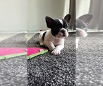 Small #3 French Bulldog