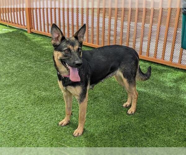 Medium Photo #2 German Shepherd Dog-Unknown Mix Puppy For Sale in Las Vegas, NV, USA