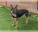 Small #1 German Shepherd Dog Mix