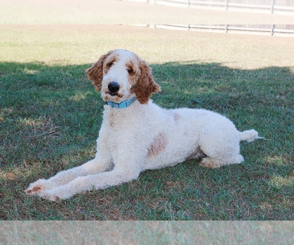 Medium Photo #1 Goldendoodle Puppy For Sale in RED OAK, TX, USA
