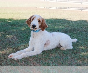 Father of the Goldendoodle puppies born on 09/19/2025