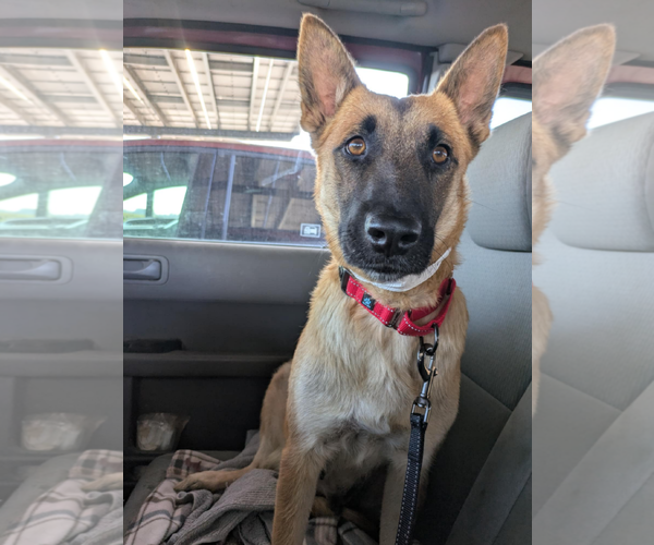 Medium Photo #10 Mutt Puppy For Sale in Fresno, CA, USA