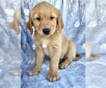 Small #5 Golden Retriever