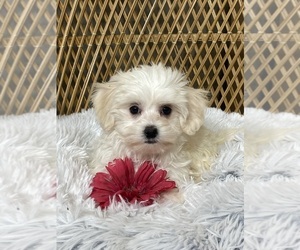Cotonese Puppy for sale in CANOGA, NY, USA