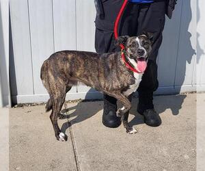 Medium American Pit Bull Terrier