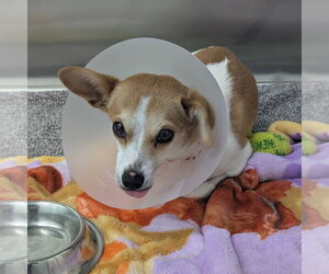 Chihuahua Dogs for adoption in Chico, CA, USA