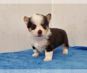 Pembroke Welsh Corgi Puppy for sale in CLARK, MO, USA