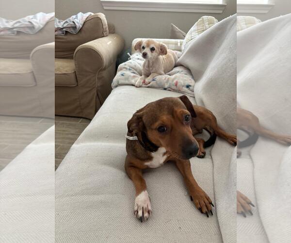 Medium Photo #2 Chihuahua Puppy For Sale in Rosenberg, TX, USA