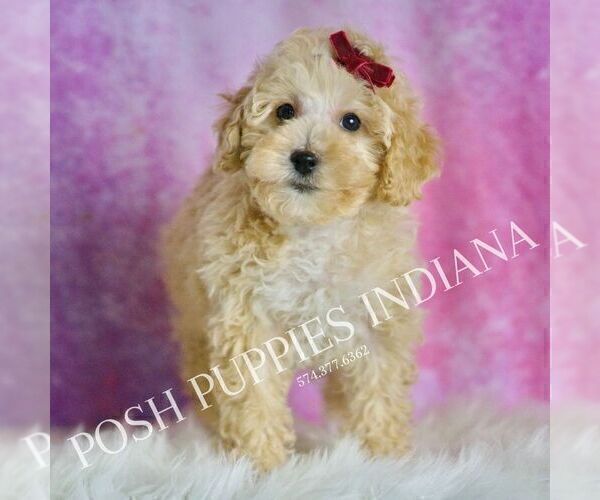 Medium Photo #7 Maltipoo (Toy) Puppy For Sale in WARSAW, IN, USA