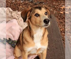 Tikka - Female Siberian Husky-Unknown Mix Dog for Adoption - Photo #5