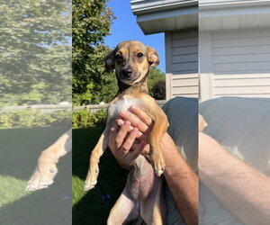 Chihuahua-Unknown Mix Dogs for adoption in New London, WI, USA