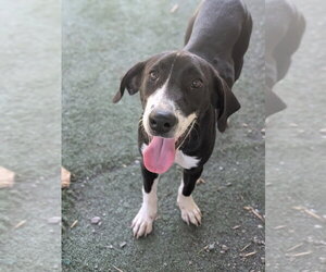 Fred - Male Labrador Retriever-Unknown Mix Dog for Adoption - Photo #3