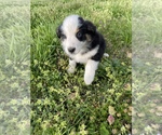 Small Photo #29 Australian Shepherd Puppy For Sale in EXETER, MO, USA