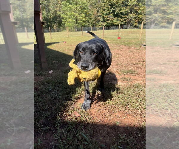 Medium Photo #2 Labrador Retriever-Plott Hound Mix Puppy For Sale in Brewster, NY, USA
