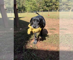 Journey - Female Labrador Retriever-Plott Hound Mix Dog for Adoption - Photo #2