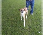 Small Photo #3 Anatolian Shepherd-Unknown Mix Puppy For Sale in Euless, TX, USA