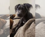 Small #5 Mutt