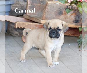 Pug Puppy for sale in STANLEY, WI, USA