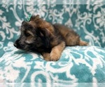Small Photo #8 Aussiedoodle Miniature  Puppy For Sale in LAKELAND, FL, USA