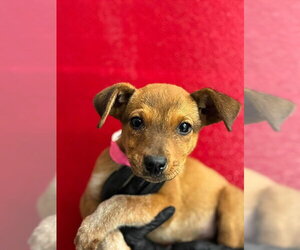 German Shepherd Dog-Unknown Mix Dogs for adoption in Visalia, CA, USA