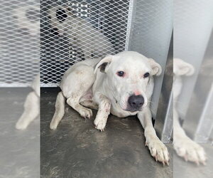 Mutt Dogs for adoption in Bakersfield, CA, USA