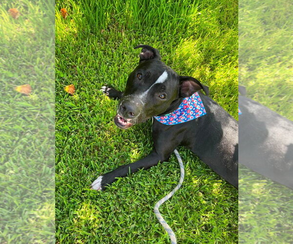 Medium Photo #7 American Pit Bull Terrier-Unknown Mix Puppy For Sale in Oakhurst, NJ, USA
