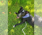 Small #6 American Pit Bull Terrier Mix