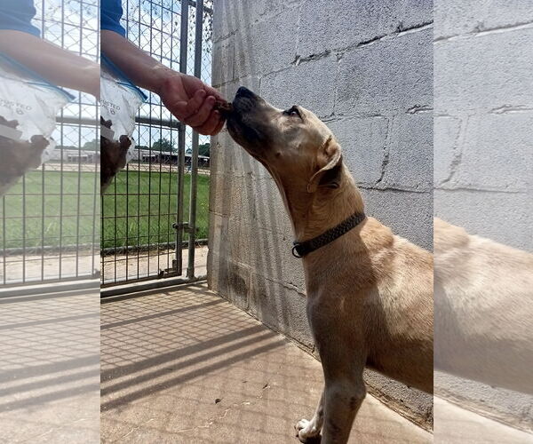 Medium Photo #4 Labrador Retriever-Unknown Mix Puppy For Sale in Monticello, MS, USA