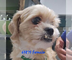 Shih Tzu-Unknown Mix Dogs for adoption in Chico, CA, USA