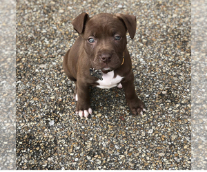 American Pit Bull Terrier Puppy for sale in BATON ROUGE, LA, USA