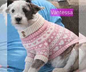 Mutt Dogs for adoption in Minneapolis, MN, USA