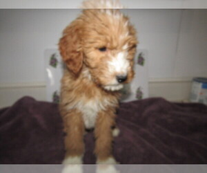 Goldendoodle Puppy for sale in CHICAGO, IL, USA