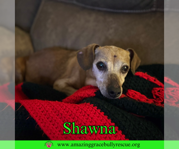 Medium Photo #2 Dachshund-Unknown Mix Puppy For Sale in Pensacola, FL, USA