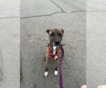 Small American Pit Bull Terrier-Labrador Retriever Mix