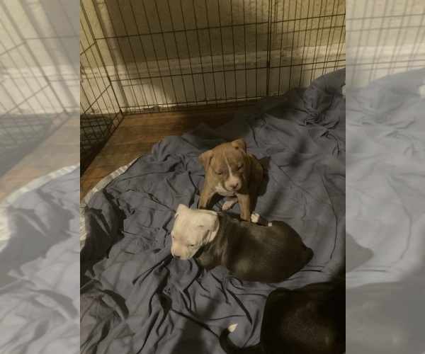 View Ad American Pit Bull Terrier Puppy for Sale near Massachusetts