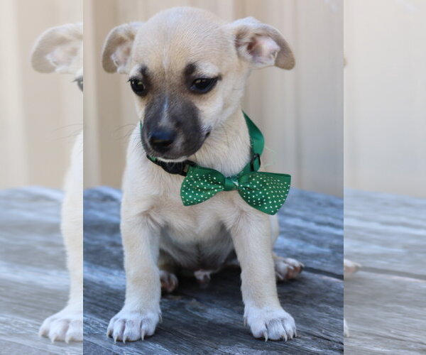 Medium Photo #3 Chihuahua-Unknown Mix Puppy For Sale in Bandera, TX, USA