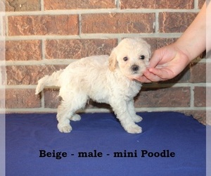 Medium Poodle (Miniature)