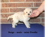 Small Poodle (Miniature)